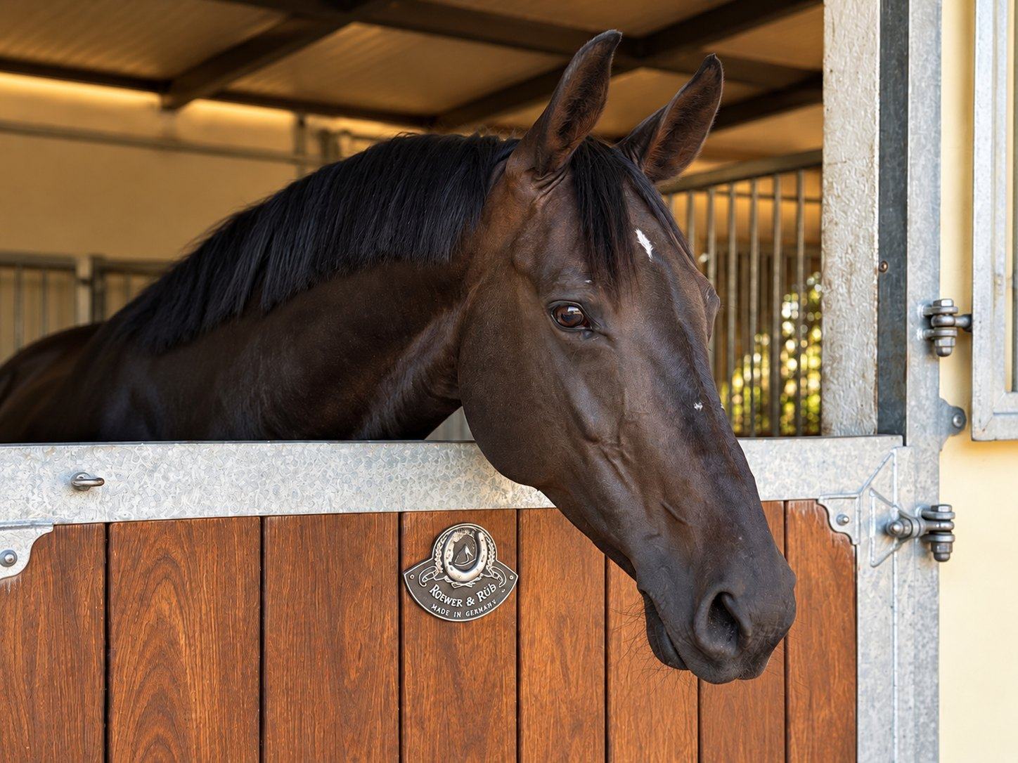 Caballo castaño oscuro asomado a la puerta de su box